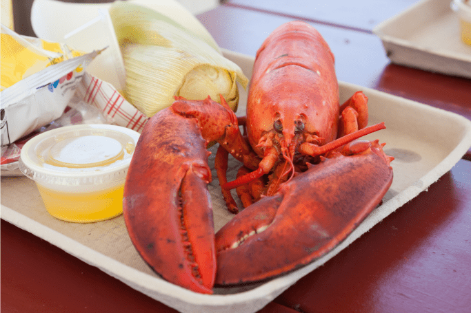 Maine Lobster